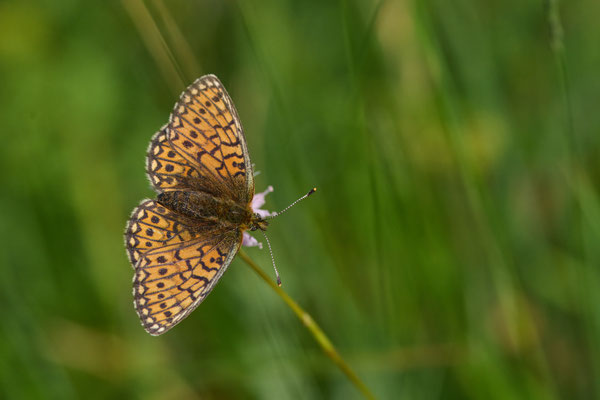 Randring-Perlmuttfalter
