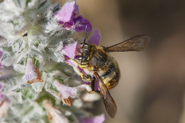 Nr.1043 - Anthidium manicatum / Garten-Wollbiene - OB im Garten - 51°31`49.60" 6°50`56.50" - (29.07.2019)
