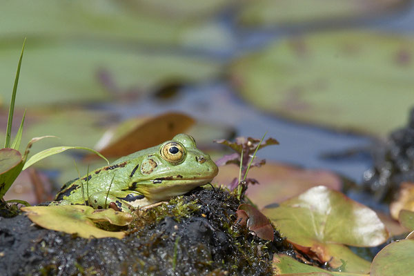 Teichfrosch