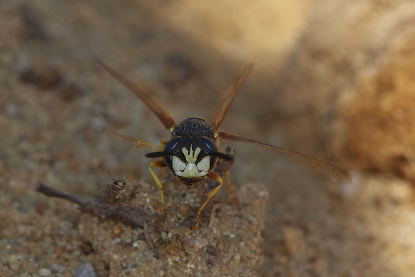 Nr.12/24 - Philanthus triangulum (Bienenwolf) - OB Läppkes Mühlenbach (10.10.2018)