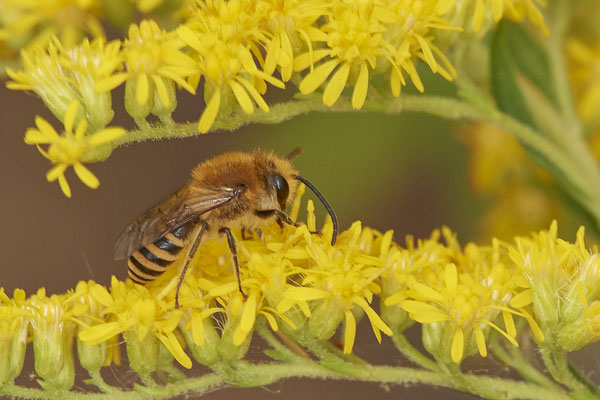 Colletes hederae / Efeu-Seidenbiene - OB LMB - 51°29`11.55" 6°53`53.48" - (26.08.2020)