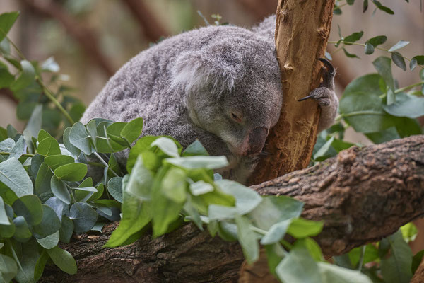 Koala - Zoo Duisburg