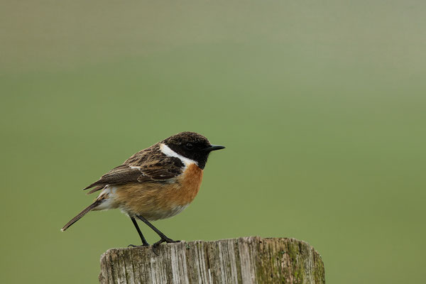 Schwarzkehlchen - Männchen
