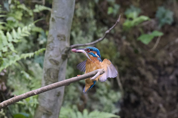 Eisvogel