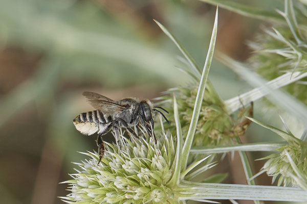 Megachile sp. - Dinslaken Emschermündung - 51°33`56.26" 6°41`27.74" - (13.08.2020)