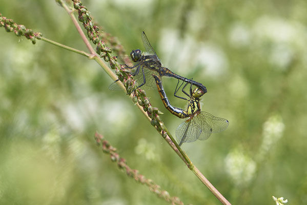 Schwarze Heidelibelle