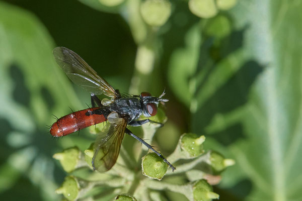 Nr. 5-1/05 - Raupenfliege (Cylindromyia bicolor) - OB Weiherstraße-116 Parplatz Netto (24.09.2018)