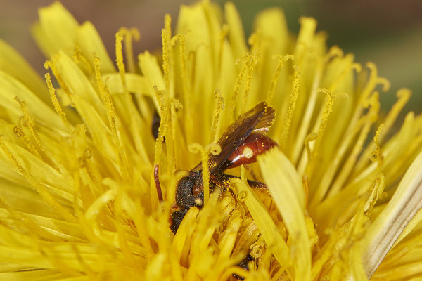 Nomada ferruginata - Düsseldorf - Urdenbacher Kämpe - (09.05.2021)