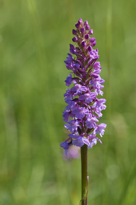 Orchideen in der Eifel - Mückenhändelwurz - (01.06.2019)