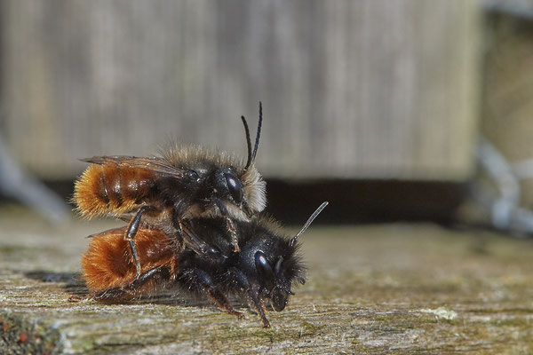 Gehörnte Mauerbiene