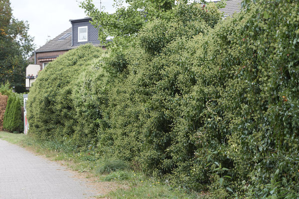 Nr. 04/02 - Bienen und andere Insekten im Efeu Oberhausen-Schmachtendorf Hiesfelderstraße 22.09.2018