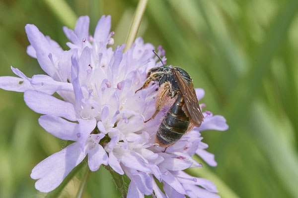 Andrena hattorfiana w , dunkle Form - Am Rheindamm hinter Bislich - (26.06.2021)