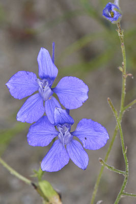 Feldrittersporn - OB LMB - 51°29`11.55" 6°53`53.48" - (04.09.2019)