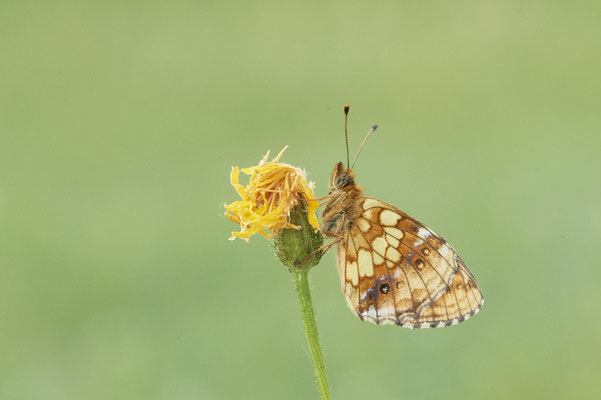 26 - Mädesüß-Perlmutterfalter - Vom 13.6. bis 20.6.2021 Urlaub im Allgäu