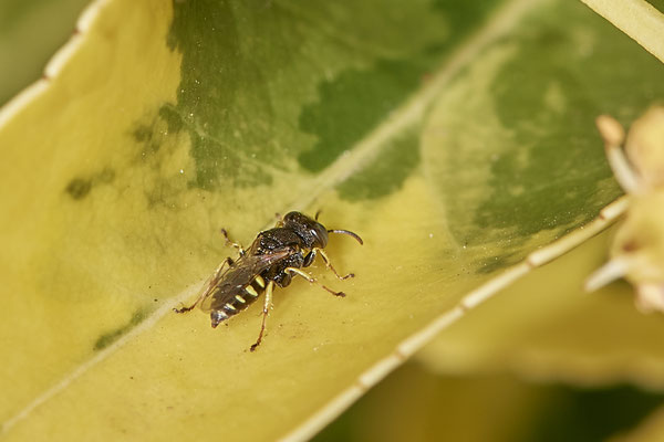 Nr.1030 - Oxybelus uniglumis - OB im Garten - 51°31`49.60" 6°50`56.50" - (29.07.2019)