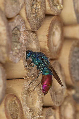 Chrysis ignita / Gemeine Goldwespe - Garten - (09.06.2021)
