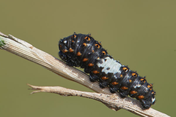 Papilio machaon / Schwalbenschwanz - Raupe kurz nach dem Schlupf - DIN Emschermündung - 51°33`43.02" 6°41`27.86" - (18.09.2019)