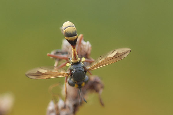 Nr.0864 - Physocephala nigra / Dunkle Stieldickkopffliege - OB LMB - 51°29`11.55" 6°53`53.48" - (27.06.2019)