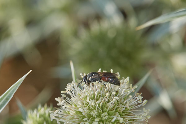 Hylaeus variegatus - Dinslaken Emschermündung - 51°33`56.26" 6°41`27.74" - (08.08.2020) - Rote Liste: Kategorie 3: Gefährdet