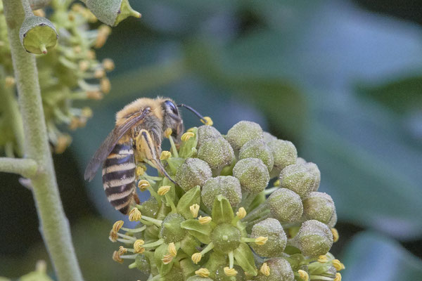 Nr. 6-4/02 - Colletes hederae (Efeu-Seidenbiene) - Oberhausen Sterkrade Tilsiter Straße-5 (27.09.2018)