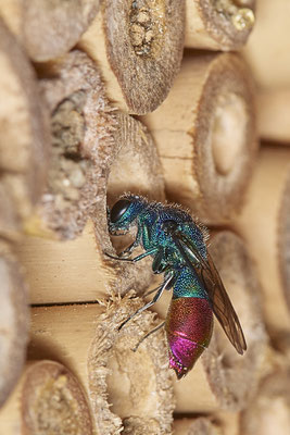 Chrysis ignita / Gemeine Goldwespe - Garten - (09.06.2021)