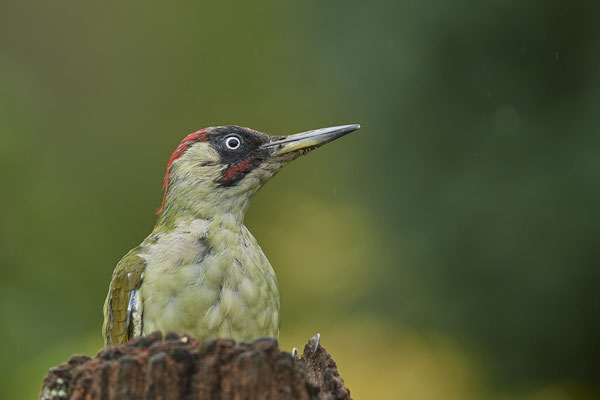 Grünspechtwoche, auch heute war er wieder im Garten - (04.09.2020)