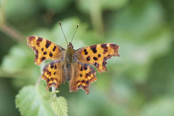 C-Falter - Hünxe - (25.06.2022)
