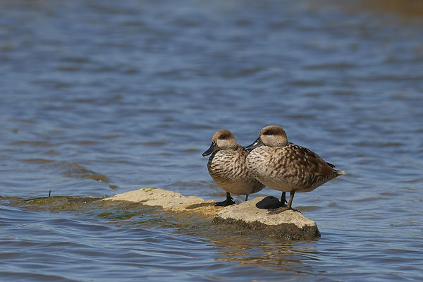 Marmelente ( Naturpark Albufera )