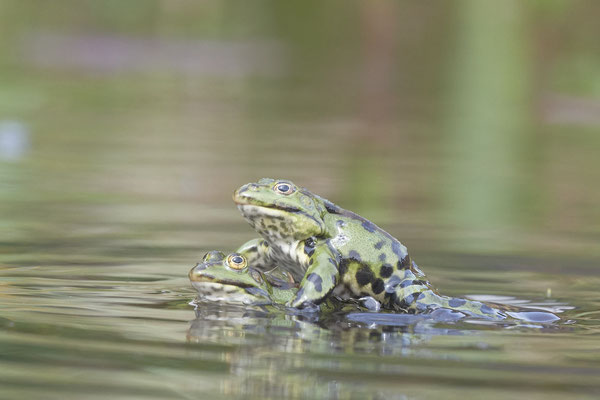 Grün-Teichfrösche im Gartenteich - (18.05.2021)