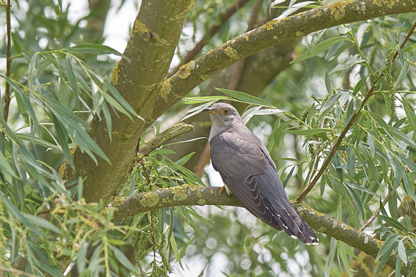 Kuckuck - NL Makkum - (07.06.2019)