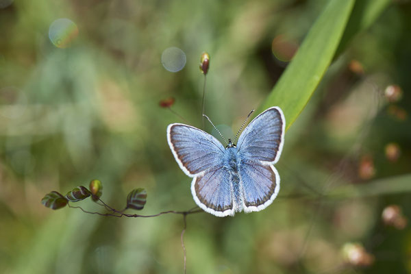 Argus-Bläuling - Vom 13.6. bis 20.6.2021 Urlaub im Allgäu
