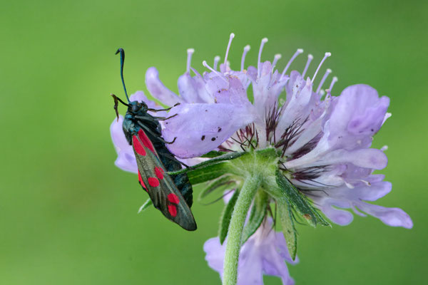 Sechsfleck-Widderchen