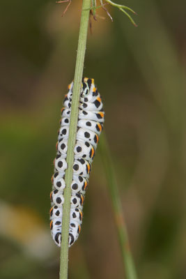  Papilio machaon / Schwalbenschwanz - DIN Emschermündung - 51°33`43.02" 6°41`27.86" - (18.09.2019)