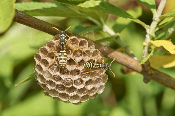 Nr.0810 - Polistes Nest 3 - OB LMB - 51°29`11.55" 6°53`53.48" - (24.06.2019)