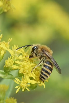 Colletes hederae / Efeu-Seidenbiene - Haltern, Weg an Kiesgrube, Waldrand - 51°42`21.66" 7°15`40.35" - (27.08.2020)