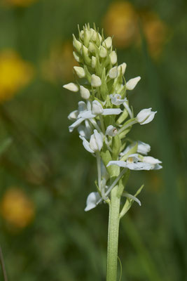 Orchideen in der Eifel - Mückenhändelwurz in weiß - (01.06.2019)