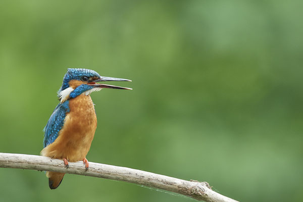 Eisvogel - heute nochmal zu den Eisvögeln - (22.05.2020)