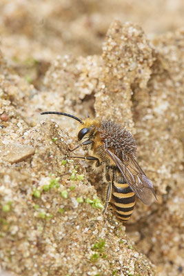 Nr.1315 - Colletes hederae / Efeu-Seidenbiene - Schlimm !!! - Befall von Triungulinen ( Larven des Ölkäfers Stenoria analis ) - OB LMB - 51°29`11.55" 6°53`53.48" - (13.09.2019)