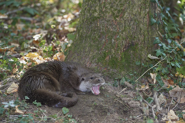 Fischotter - 2ter Tag im Biotopwildpark Anholter Schweiz - (22.09.2020)