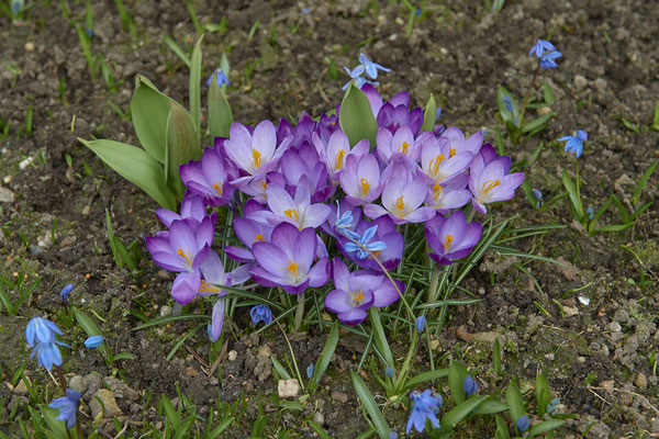 Krokus