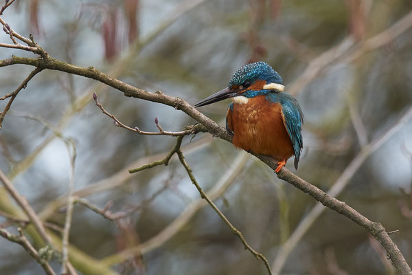 Eisvogel in den Mülheimer Ruhrauen - (01.02.2019)
