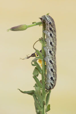 Nachtkerzenschwärmer - steht unter strengem Schutz - (10.08.2022)