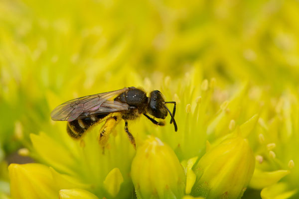 Lasioglossum spec