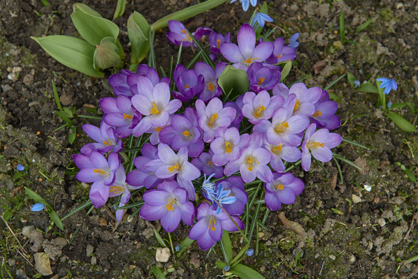 Krokus