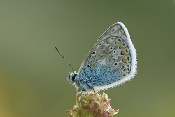 Polyommatus icarus / Hauhechel-Bläuling - Bottrop Halde Schöttelheide - (02.08.2020)
