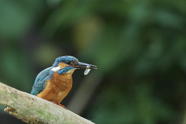 Eisvogel - (26.05.2020) - diesmal nur eine Kaulquappe