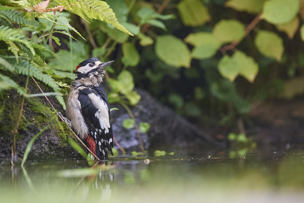 Buntspecht - Holland - (25.09.2020)