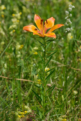 Feuer-Lilie - (Urlaub im Allgäu / Bayern vom  08.06. bis 19.06.2025)
