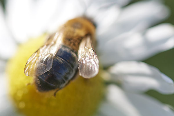 Nr.15-2/02 - Andrena nitida f - DIN-Emschermündung Damm: 51.562523, 6.694651 - (13.10.2018)