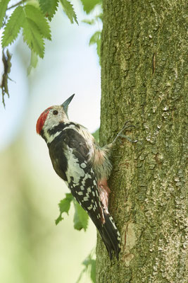 Mittelspecht -  (09.08.2022)